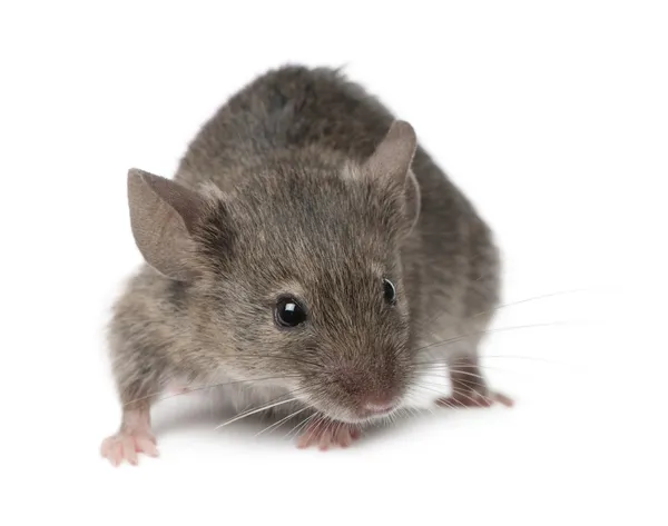 Divoká myš, před bílým pozadím, studio zastřelil — Stock fotografie