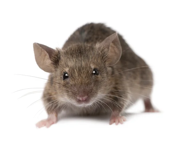 Wilde Maus, vor weißem Hintergrund, Studioaufnahme — Stockfoto