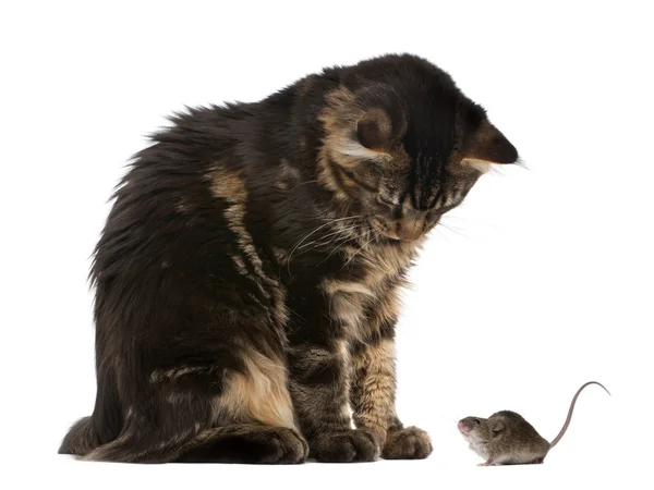 Maine Coon looking at mouse, 7 months old, in front of white background — 스톡 사진