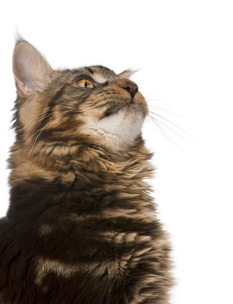 Maine Coon looking at mouse, 7 months old, in front of white background — Stock Photo, Image