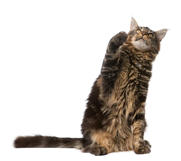 Maine Coon looking at mouse, 7 months old, in front of white background — Stok fotoğraf