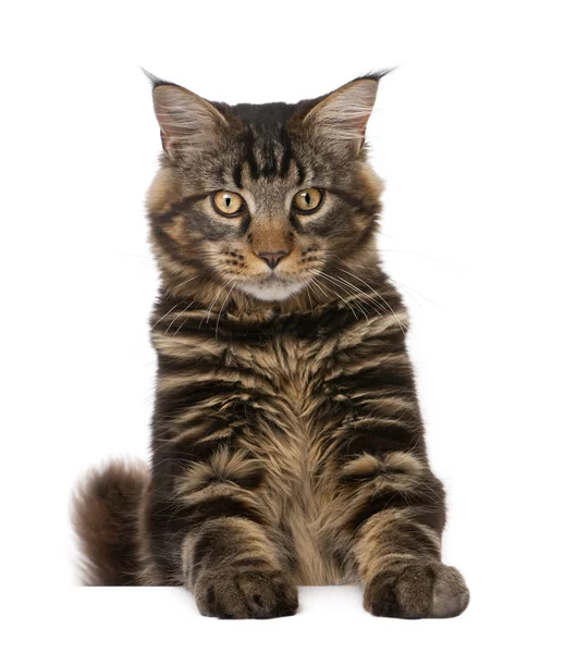 Maine Coon, 7 months old, sitting in front of white background, studio shot — Stock Photo, Image