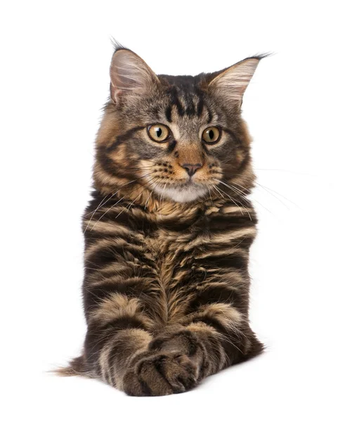 Maine Coon, 7 months old, sitting in front of white background, studio shot — Stock Photo, Image