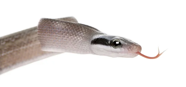 Joven serpiente rata de belleza, Orjalá su taeniura ridleyi, delante de fondo blanco — Foto de Stock