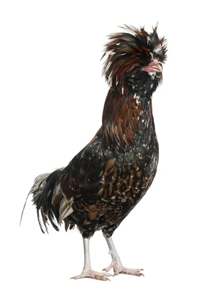 Tollbunt tricolor Polish Rooster, 6 months old, standing in front of white background — Stock Photo, Image
