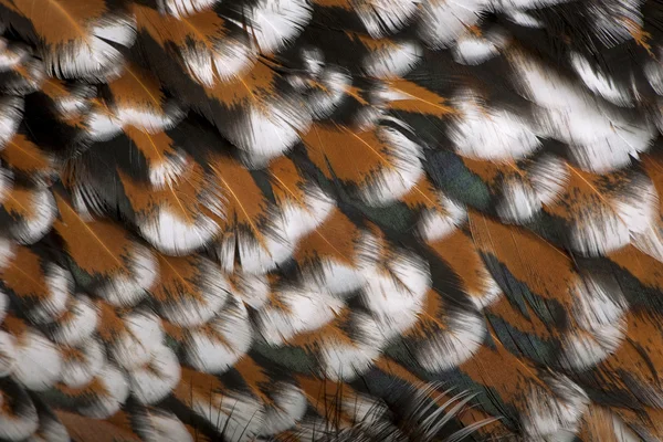 Nahaufnahme von tollbunt tricolor polierten Hühnerfedern, 6 Monate alt — Stockfoto