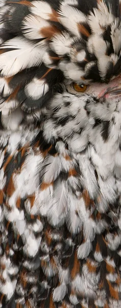 Szczelnie-do góry tollbunt tricolor polskich piór kurczaka, 6 miesięcy — Zdjęcie stockowe