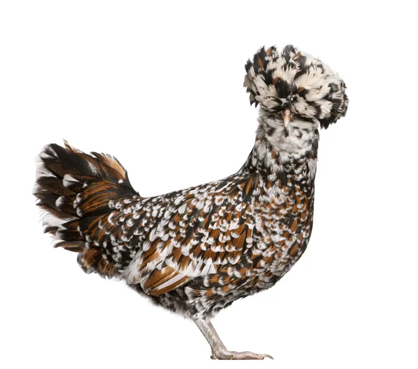 Tollbunt tricolor polnisches Huhn, 6 Monate alt, steht vor weißem Hintergrund — Stockfoto