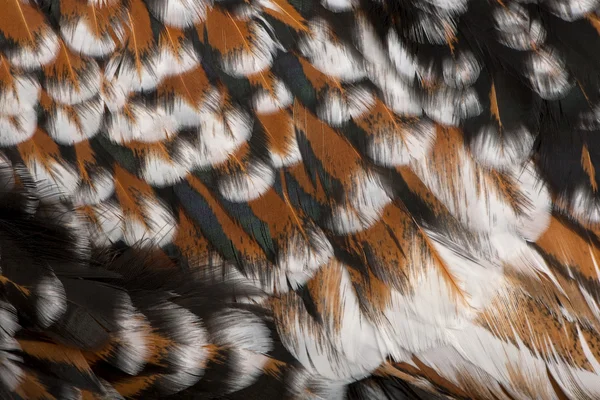 Close-up of Tollbunt tricolor Polish chicken feathers, 6 months — Stock Photo, Image