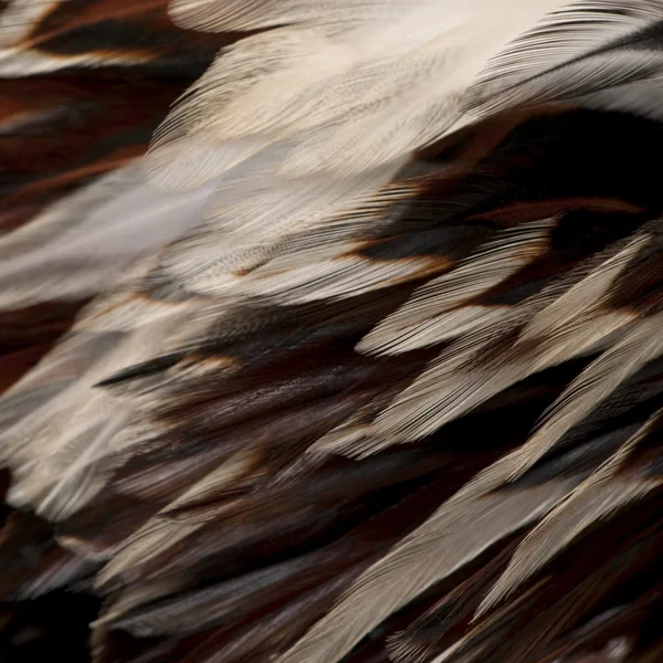 Närbild av tollbunt tricolor polska tupp fjädrar, 6 månader — Stockfoto