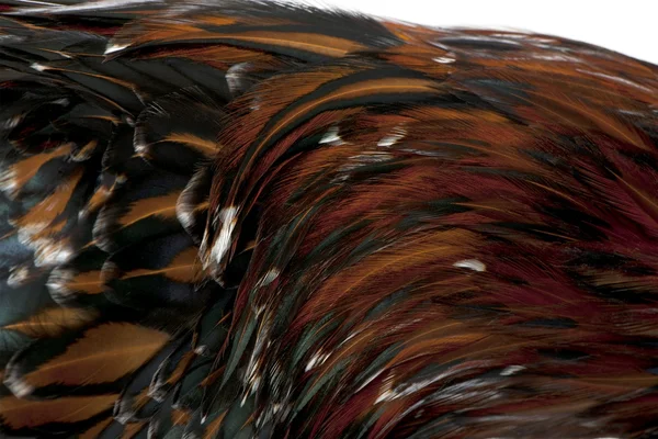 Primer plano de plumas de pollo polaco tricolor Tollbunt, 6 meses — Foto de Stock