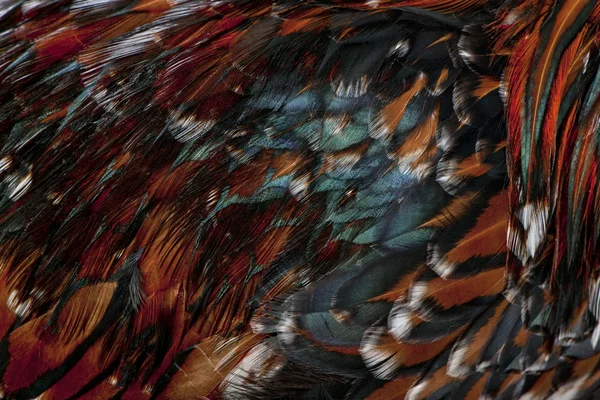 Närbild av tollbunt tricolor polska kyckling fjädrar, 6 månader — Stockfoto