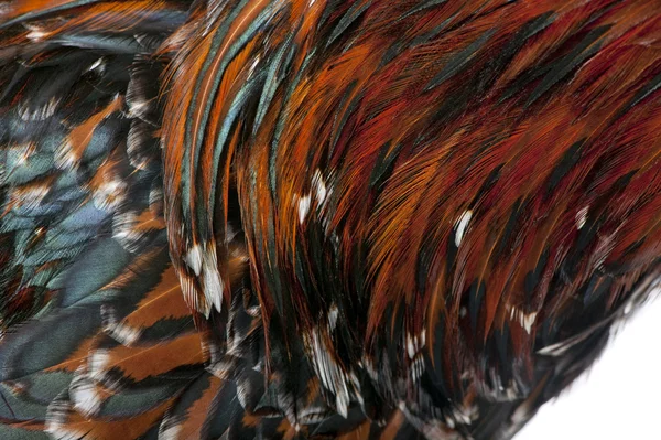 Close-up van tollbunt tricolor Pools kippenveren, 6 maanden — Stockfoto