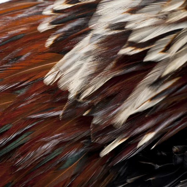 Крупный план трехцветных перьев польского петуха Tollbunt, 6 месяцев — стоковое фото