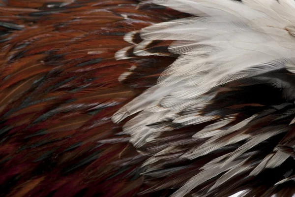 Close-up of Tollbunt tricolor Polish Rooster feathers, 6 months — Stock Photo, Image