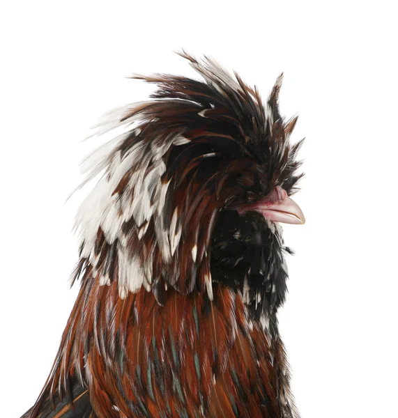 Tollbunt tricolor Polish chicken, 6 months old, standing in front of white background — Stock Photo, Image