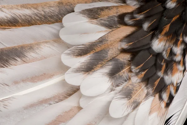 Närbild av tollbunt tricolor polska tupp fjädrar, 6 månader gammal — Stockfoto