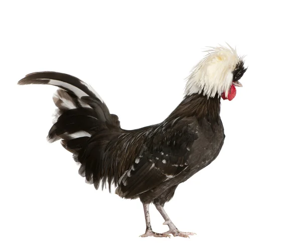 Holland dwarf rooster white-crested chicken, 5 months old, standing in front of white background — Stock Photo, Image
