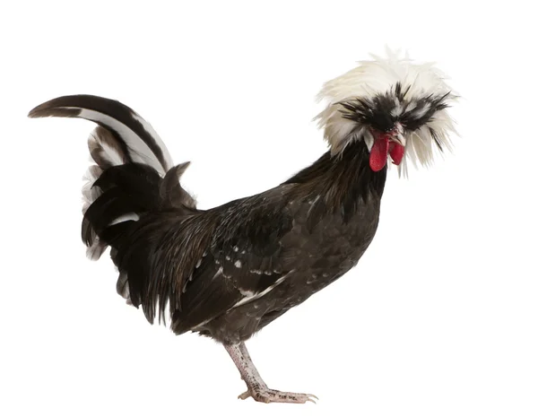 Holandsko trpasličí kohout chocholatý kuře, 5 měsíců starý, stojící před bílým pozadím — Stock fotografie