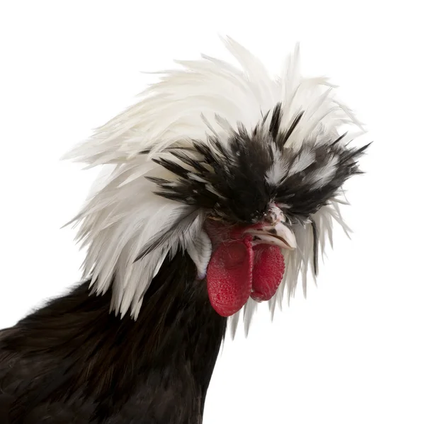 Holland dwarf rooster white-crested chicken, 5 months old, standing in front of white background — Stock Photo, Image