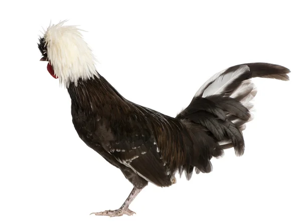 Holland dwarf rooster white-crested chicken, 5 meses, de pé em frente ao fundo branco — Fotografia de Stock