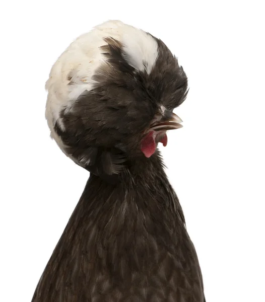 Holandii kogut biały Grzywacz kurczaka, 5 miesięcy, stojąc przed biały karzeł — Zdjęcie stockowe