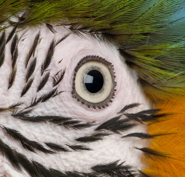 Ara ararauna 青と黄色のコンゴウインコの目のクローズ アップ — ストック写真