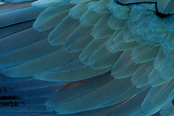 Detail modrá a žlutá papoušek peří, ara ararauna — Stock fotografie