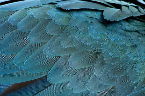 Ara ararauna 青と黄色のコンゴウインコの羽のクローズ アップ — ストック写真