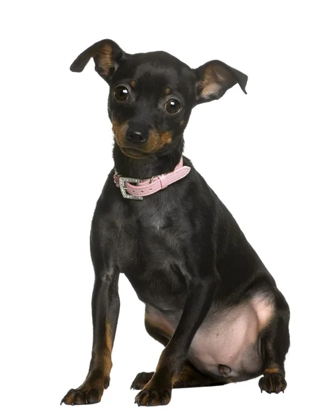 Portrait of Pinscher puppy wearing pink collar, 5 months old, in front of white background — Stock Photo, Image
