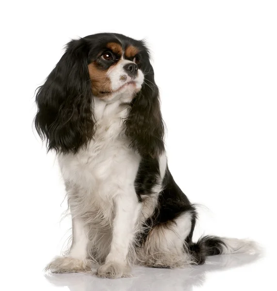 Cavalier King Charles, 2 years old, sitting in front of white background — Stock Photo, Image