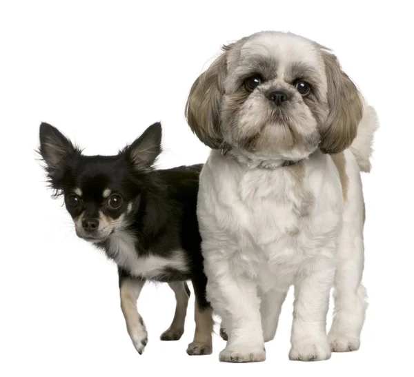 Shih-tzu a chihuahua, stojící před bílým pozadím — Stock fotografie