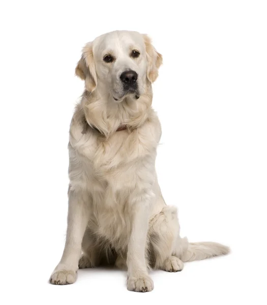 Złoty pies myśliwski, 20 miesięcy, siedząc z przodu białe tło — Zdjęcie stockowe