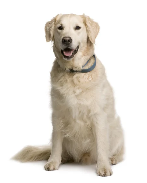 Golden retriever, 20 months old, sitting in front of white background — Stock Photo, Image