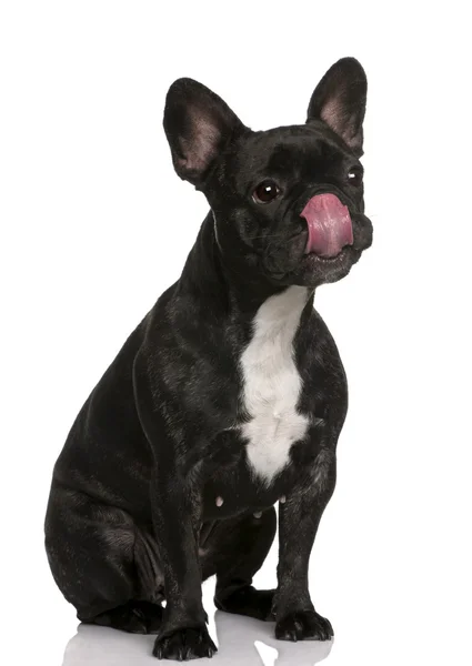 Bulldog francés con la lengua hacia fuera, 2 años de edad, sentado delante de fondo blanco —  Fotos de Stock