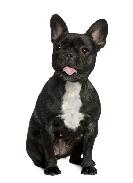 Bulldog francese con lingua fuori, 2 anni, seduto davanti allo sfondo bianco — Foto Stock