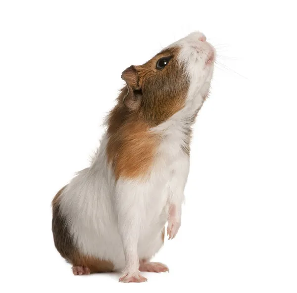Guinea pig, Cavia porcellus, sniffing in front of white background — Stock Photo, Image