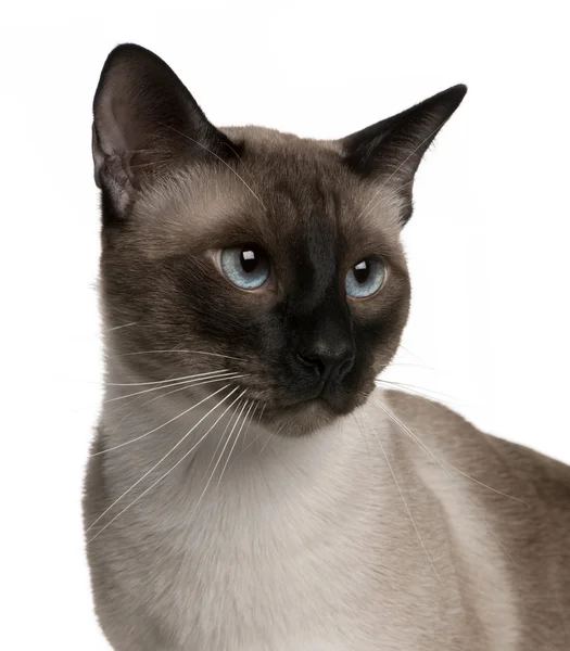 Porträt einer einjährigen siamesischen Katze vor weißem Hintergrund — Stockfoto