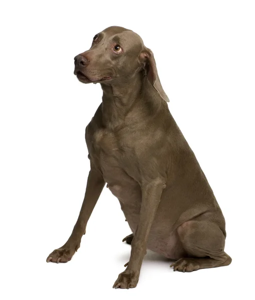 Old Weimaraner dog, 13 years old, sitting in front of white background — Stock Photo, Image