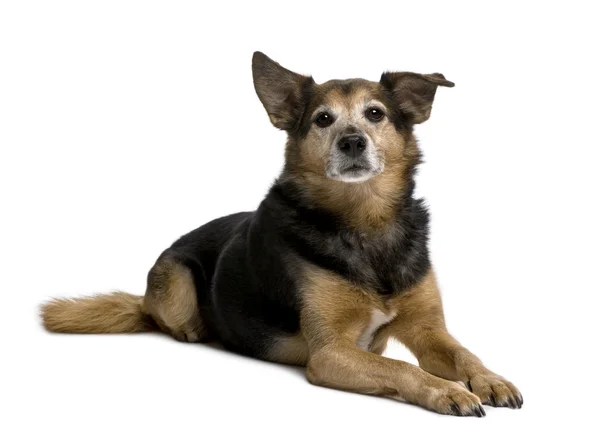 Starý bastard pes, 11 let, sedí v přední části bílé pozadí — Stock fotografie