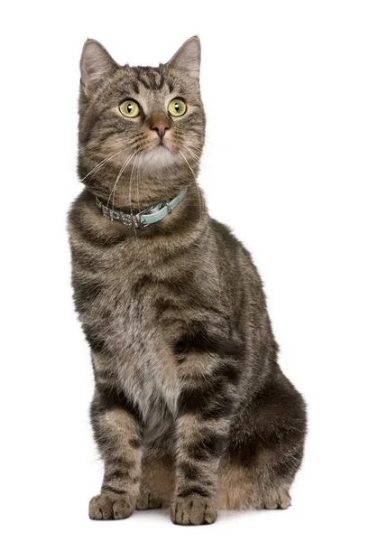 Cat, 2 years old, sitting in front of white background, studio shot — Stock Photo, Image