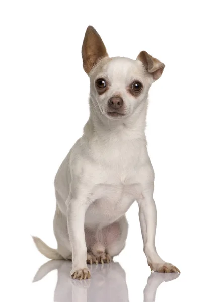 Chihuahua, önünde oturan 7 yaşındaki eski, arka plan beyaz. — Stok fotoğraf