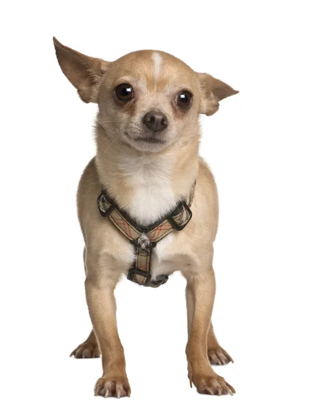 Chihuahua, 7 éves, fehér háttér előtt áll — Stock Fotó