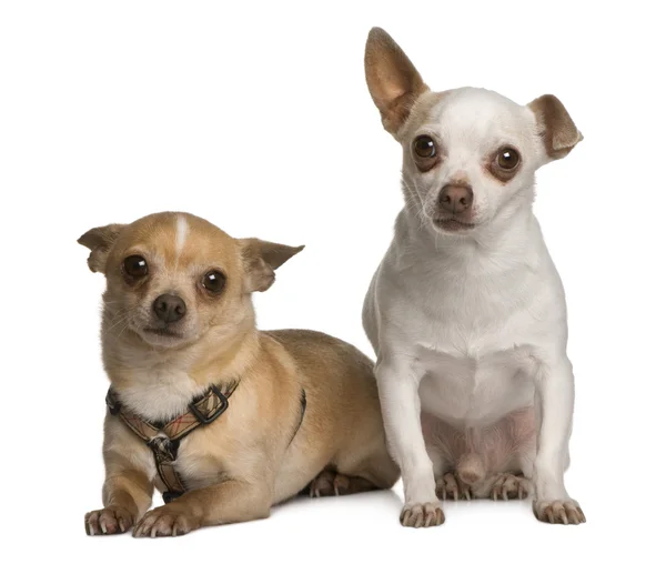 Two Chihuahuas, 7 years old, standing in front of white background — Stock Photo, Image