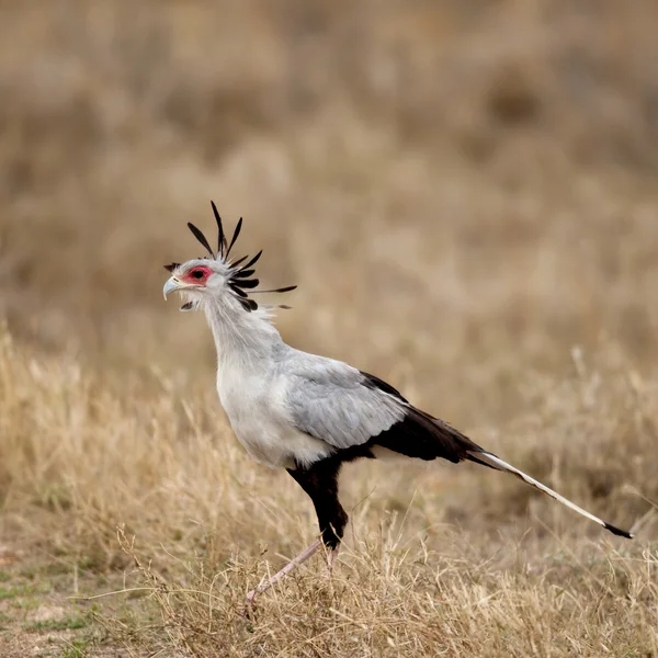Vista lateral del pájaro secretario, Parque Nacional del Serengeti, Serengeti, Tanzania, África — Foto de Stock