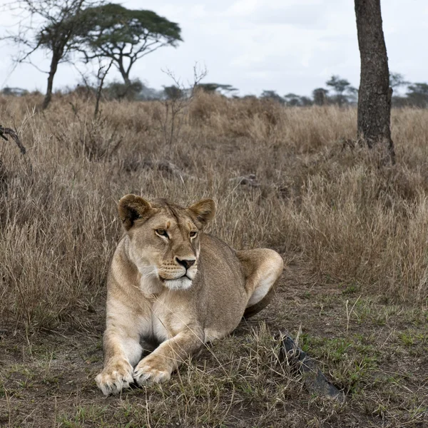 Lwica leżącego w buszu Afryki serengeti, tanzania, — Zdjęcie stockowe