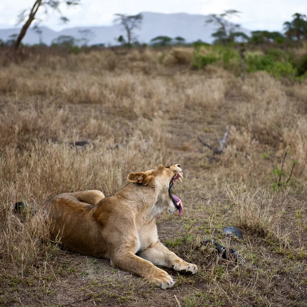 Lejoninna liggande och gäspningar, serengeti nationalpark, serengeti, tanzania — Stockfoto