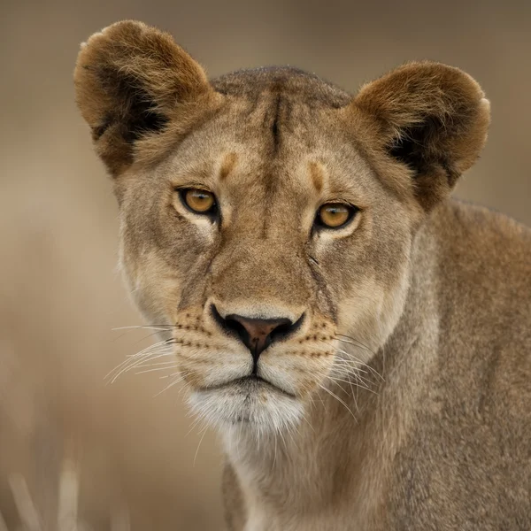 Közeli kép: portré Serengeti Nemzeti Park, Serengeti Tanzánia, Afrika — Stock Fotó