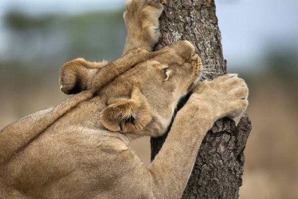Львица затачивает зубы на дереве, Национальный парк Серенгети, Серен — стоковое фото