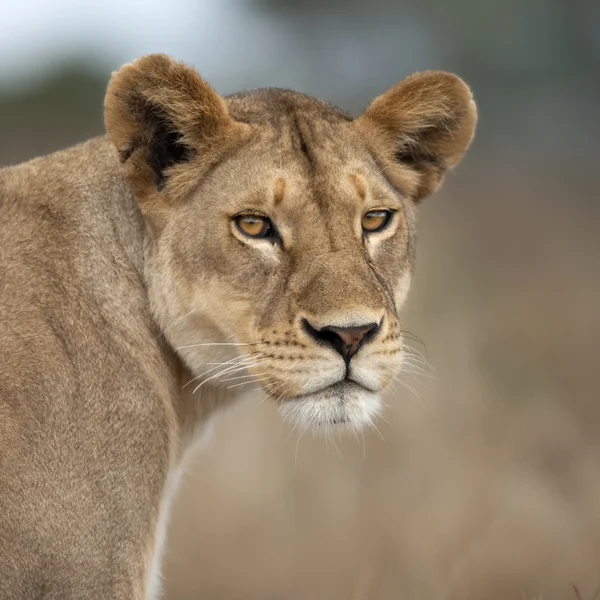 塞伦盖蒂，坦桑尼亚，非洲母狮的特写 — 图库照片